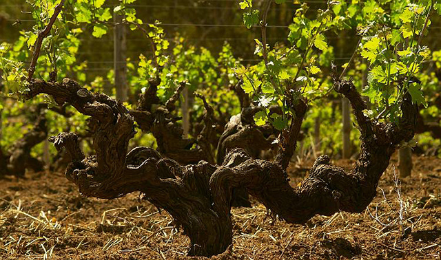 Stare krzewy Shiraz © Wine Australia